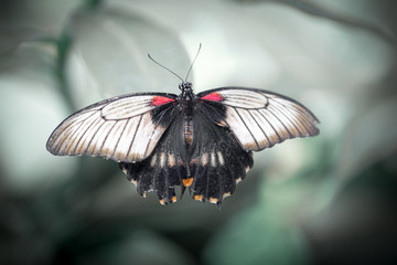 Rumanzovia Swallowtail