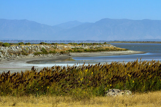 Native grasses and sunflowers in autumn on the shore of Antelope Island in the middle of the Great Salt Lake in Utah, with the Wasatch Mountains in the background
