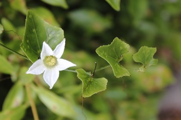 Naklejka premium Lvy Gourd flower or Coccinia flower in garden.