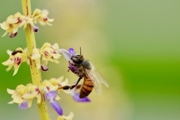 Abeja polinizando