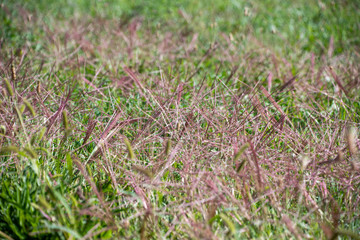 grass in the field