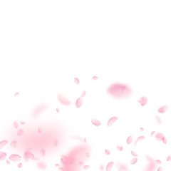 Sakura petals falling down. Romantic pink flowers gradient. Flying petals on white square background