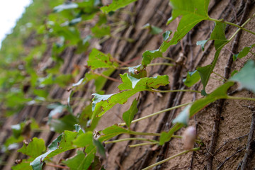 trees