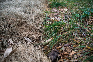 grass