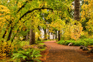 A path through autumn foliage forest in Silver Falls State Park, Oregon
