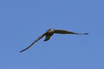 Common kestrel (Falco tinnunculus)