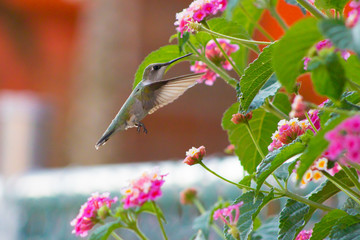 colibrí