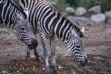 zebra at baobab hotel, taman safari prigen