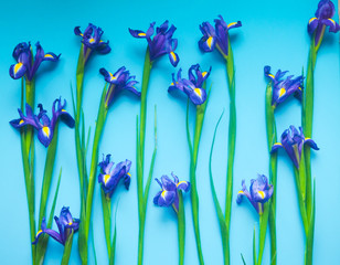 Fototapeta na wymiar Beautiful iris flowers on a blue background, celebration, greeting card, space for text