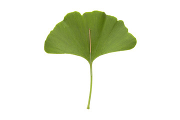 An single acupuncture needle on a green ginkgo biloba leaf, isolated on white background