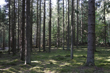 Fototapeta premium Swedish forest