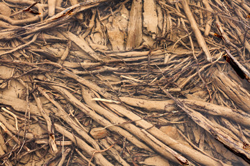 View through water of fallen timber from trees