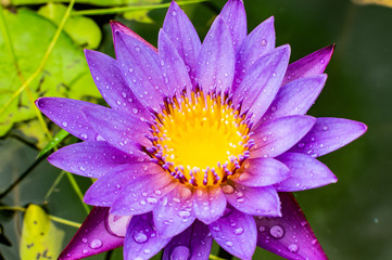 Purple lotus Blue Lotus Flower Flower lotus nature summer green plant