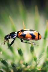 Fototapeta premium desapercibida