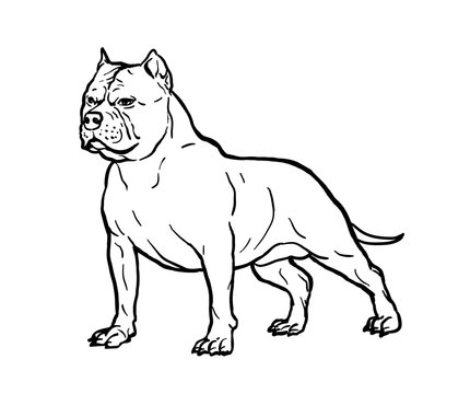 Hand drawn sketch of american bully. Graphical dog isolated on white background. Vector illustration for tattoo and printing.