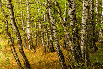 White fall birch trees with autumn leaves in background