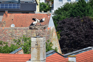 Weißstorchpaar mit Jungvogel im Nest | Rust