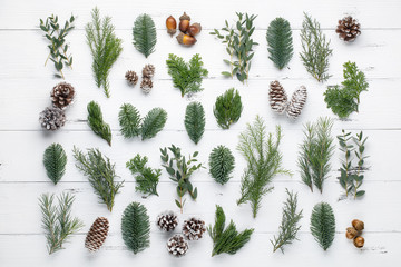 Fir branch and cones