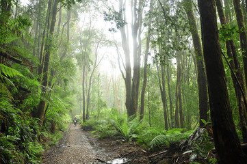 Temperate Rainforest in Tasmania