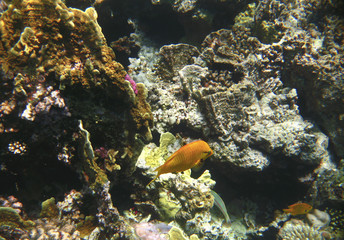Tropical exotic fish pomacentrus sulfureus underwater of Red sea