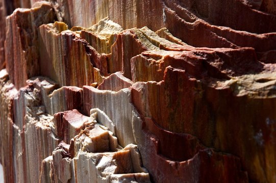 Petrified Forest