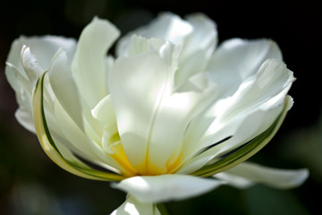 weiße Tulpe