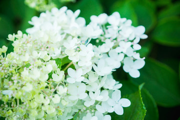 Blooming hydrangea in the garden. Shallow depth of field. 
