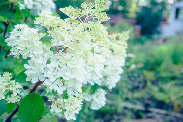 Blooming hydrangea in the garden. Shallow depth of field. 