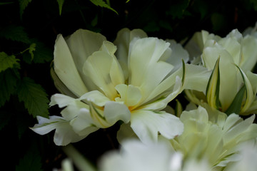 Tulpenblüte