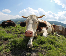 Fototapeta na wymiar big cow with horns in the meadown