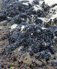 black mussels on the rock by the sea