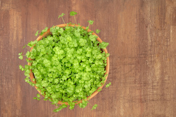 Overhead photo of fresh green parsley in pot with copy space