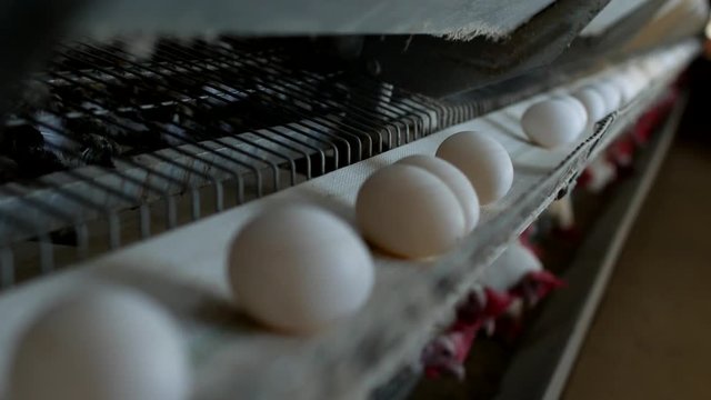 Poultry farm for breeding chickens, chicken eggs go through the transporter, chickens and eggs, manufactory
