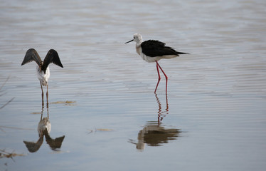 two young birds called black-winged stilt
