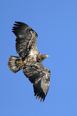Young Bald Eagle, about three years old, flying in blue sky. (Haliaeetus leucocephalum )