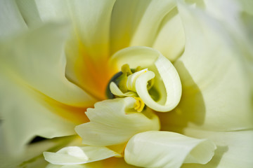 Tulpe