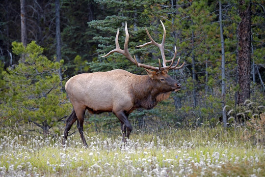 Elk Bull with large Antlers walking in meadow at edge of forest.