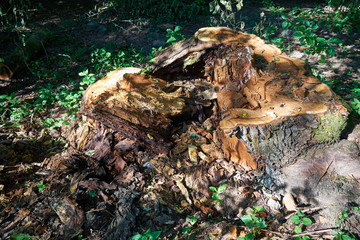 The image of a sawn wood.