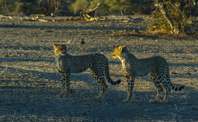 cheetahs