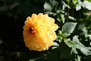 gelbe Dahlie