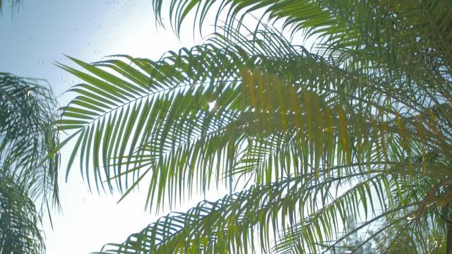Beautiful silhouette palm tree sun shining through