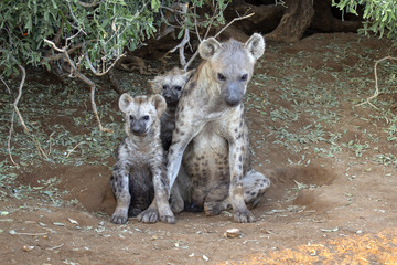 hyena family