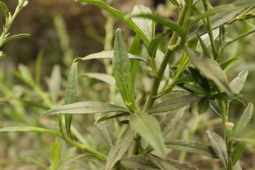 tropical plant