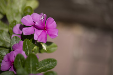 A purple flower with green leaves