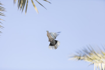 A pigeon in mid-flight with a blue sky in the background
