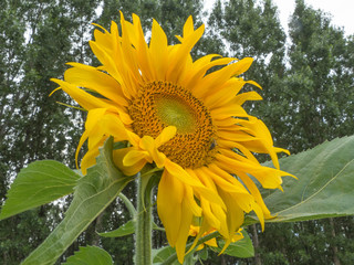 SUNFLOWER WITH THE FOREST IN THE BACKGROUND