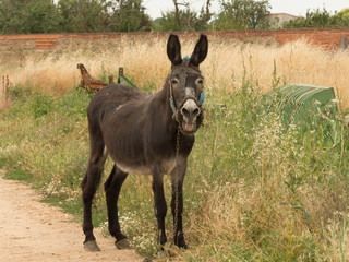 BEAUTIFUL SPECIMEN OF DANKEY IN THE FIELD