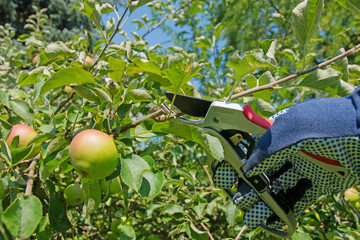 Obstbaumschnitt,Apfelbaum im Sommer