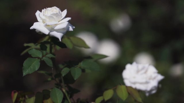 Rose in fiels