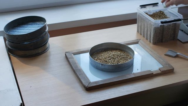Sieving by hand of grains of wheat, oat, barley, rye by sifter for quality control or analysis